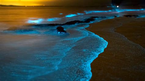 Sea Lights A Fascinating Natural Spectacle Of The Oceans