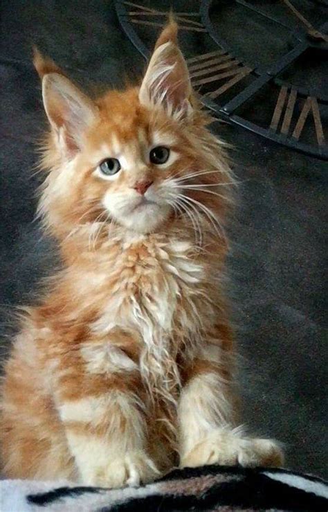 The amount of food provided will change depending on the age, weight and activity level of your cat along with what you're feeding them (dry or wet food) and whether their pregnant or lactating or spayed or neutered. Maine Coon Kittens for Sale New York - MaineCoon.org