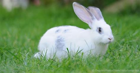 See full list on thesprucepets.com The Cost Of Keeping A Rabbit