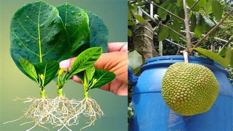 How To Grow Jackfruit Tree From Leaves Full Video Step By Step Youtube