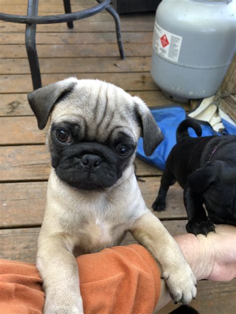See more ideas about pug puppies, puppies, pugs. Pug Puppies For Sale | Round Rock, TX #313541 | Petzlover