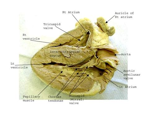 Sheep Heart Anatomy Diagram Quizlet