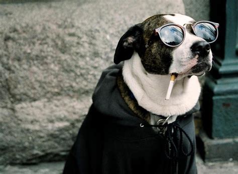 Dog With Glasses And Cigarette Wallpaper Download 1920x1408