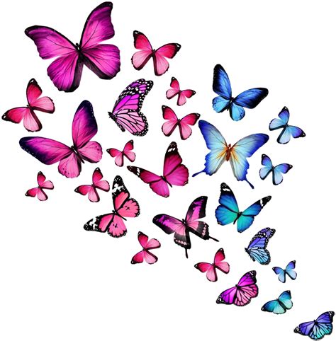 Butterfly Pinkblueart Nature Freetoedit