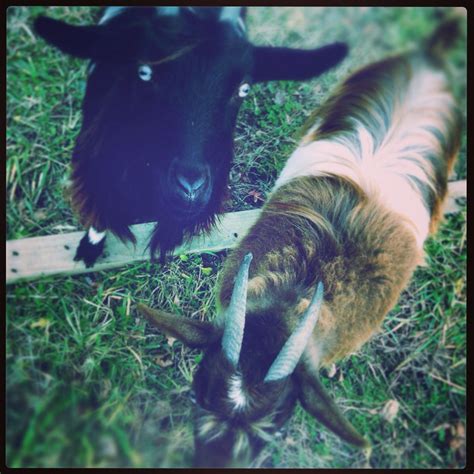 goats chris ellinger flickr