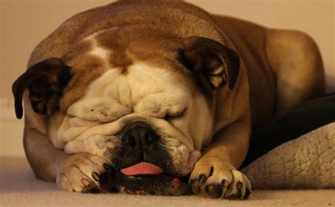 Want to show my dog to the world cause i think you deserve it. Fat Dog Sleeping | Rob Simmonds | Flickr