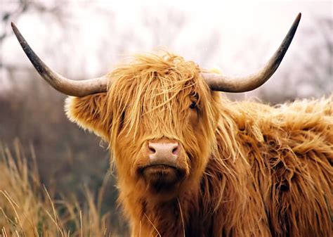 Highland Cattle Pictures Images And Stock Photos Istock