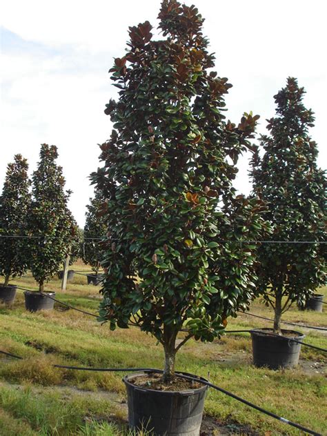 'teddy bear' has since eclipsed 'little gem' as the magnolia of choice, as it is a more vigorous plant with better foliage. Tree land Nursery - Dallas, Texas - Teddy Bear Magnolia Tree