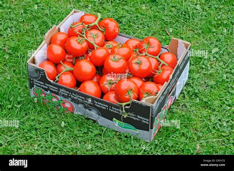 Box Of Tomatoes Tomato Crate On Green Lawn Stock Photo Alamy