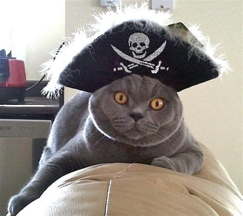 Shiver Me Tim Purrs These Pirate Cats Wont Stop At The Cream They
