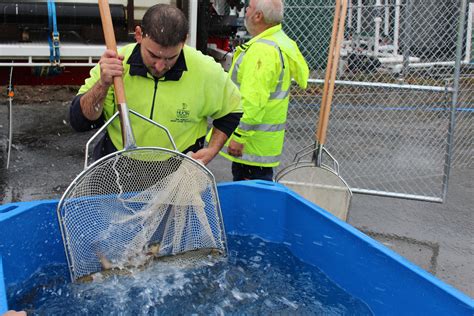 Salmon Get New Home At Taroona Experimental Aquaculture Facility