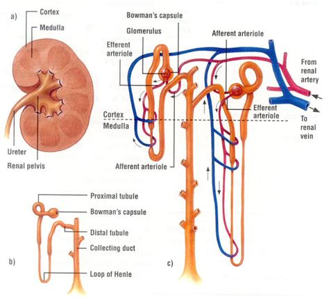 Bagaimana Anatomi Dan Fisiologi Sistem Perkemihan Urinaria Ilmu Kedokteran Dictio Community