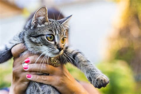 The Right Way To Pick Up A Cat A Step By Step Guide Great Pet Care