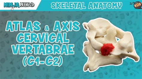 C2 Axis Anatomy