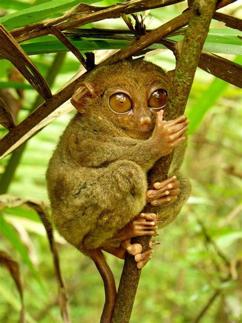 Top 50 Critically Endangered Animals In The Philippines Owlcation