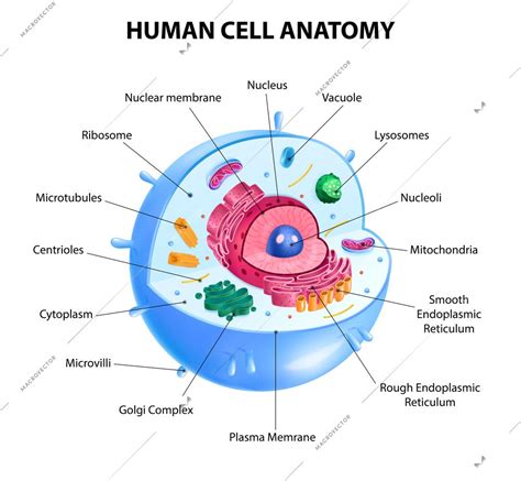 Realistic Human Cell Anatomy Diagram Infographic Poster Vector