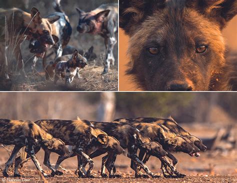 What Are The Threats To The African Wild Dog