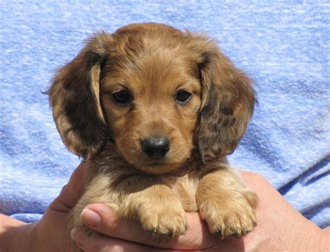 Below are our dachshund puppies ready for adoption into loving homes. Dachshund Puppies For Adoption In Ny