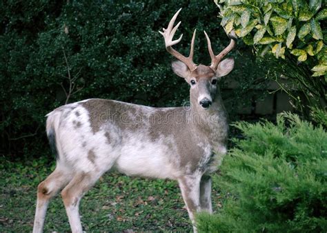 A Piebald Whitetail Deer Buck Pauses In Its Feeding In A Suburban