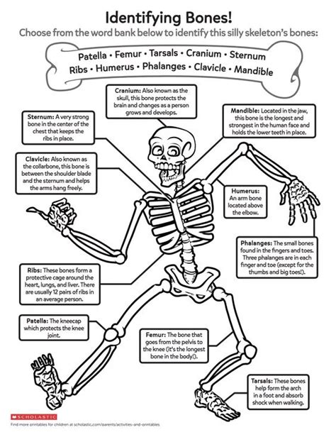 Activities For Teaching The Skeletal System In Human Body