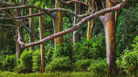 Rainbow Eucalyptus Trees Forest At Hana Road Maui Hawaii