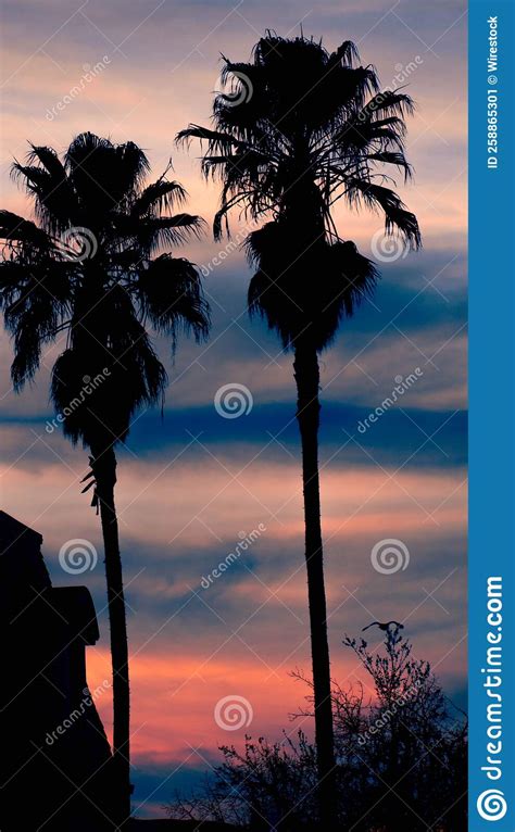 Scenic Vertical Shot Of The Palm Trees Silhouettes At Sunset Stock
