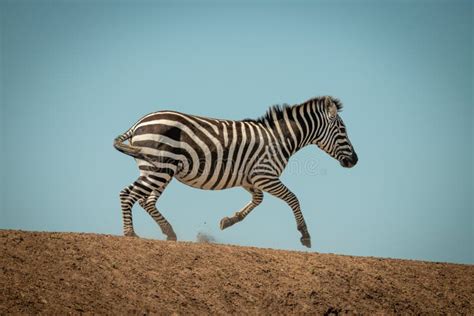 Plains Zebra Gallops Along Ridge In Sunshine Stock Image Image Of
