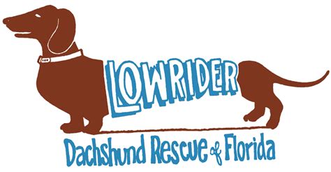 Top 73 Dachshund Rescue Organizations In Usa