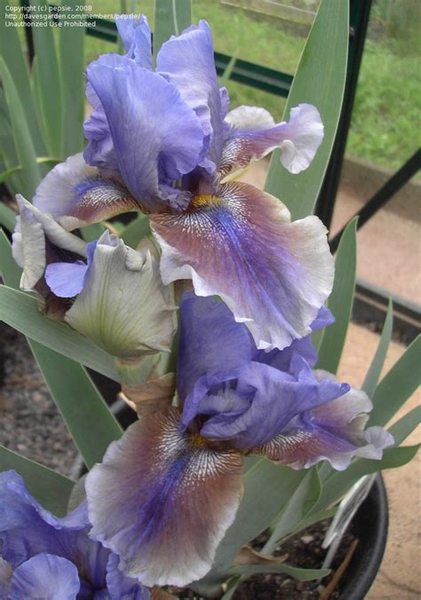 Plantfiles Pictures Tall Bearded Iris Comic Opera Iris By Tntigger
