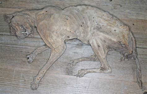 Natural History A Mummified Cat Believed To Be 16th17th Century Placed In A Cavity Wall To Wa