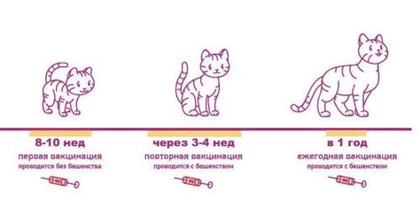 Вакцинация кошек в Москве | цена на прививки кошкам | сделать кошке ...