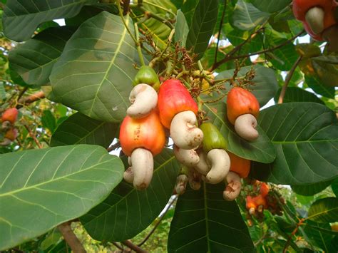 How Do Cashews Grow The Weird Way These Nuts Develop The Healthy