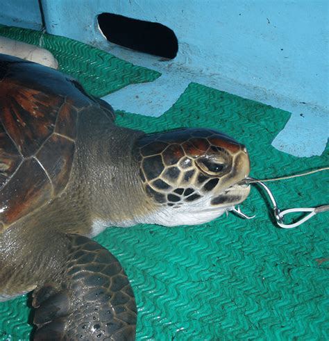 Longline Fishery In Costa Rica Kills Thousands Of Sea Turtles And Sharks
