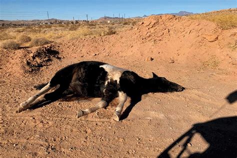 Dead Horse Dumped Illegally