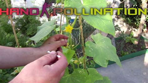 There's no need to have two plants in your garden for this purpose. Cucumbers hand-pollination: Identifying the male and ...