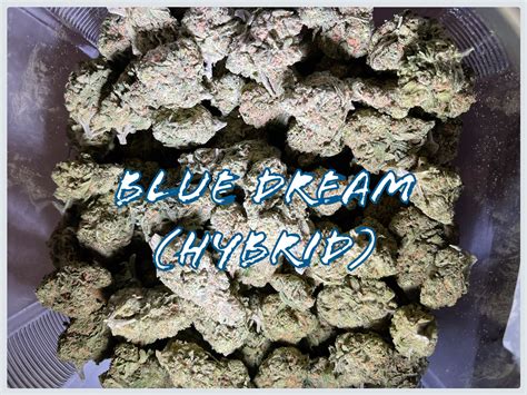 Blue Dream Hybrid Tucson Saints