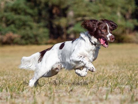 English Springer Spaniel Breed Characteristics And Care