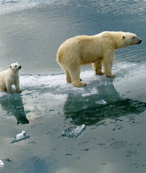 Polar Bears International Ocean Day Oceans Of The World Arctic