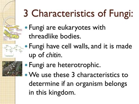 Ppt The Kingdom Fungi Powerpoint Presentation Free Download Id1699930