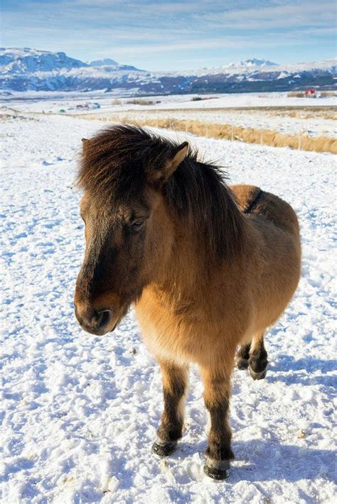 Brown Icelandic Horse In Winter In Iceland Art Print By Matthias Hauser