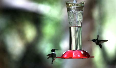 Hummingbird Feeders Buzz With Birds In Fall Migration