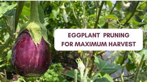 Pruning Eggplant For Maximum Yields Youtube