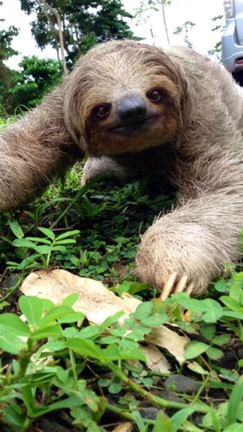 Sloth Smiles Cute Sloth Pictures Cute Baby Sloths Sloth