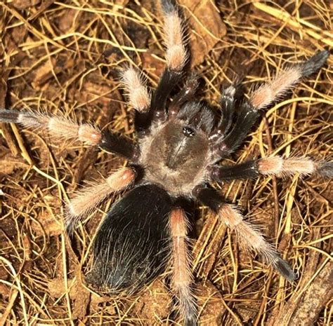 10 Exotic Animals That Are Allowed As Pets In California