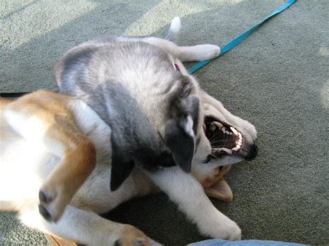 How To Stop Dog Aggression Toward Other Dogs Pethelpful
