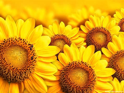Sunflower Minimalist Wallpapers Top Free Sunflower Mi