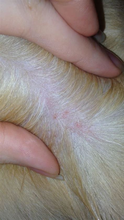 Skin Bumps Golden Retrievers Golden Retriever Dog Forums