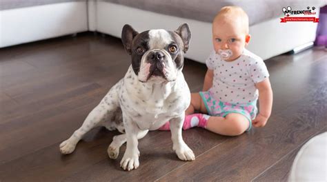10 Razones Para SÍ Adoptar O Comprar Un Bulldog FrancÉs
