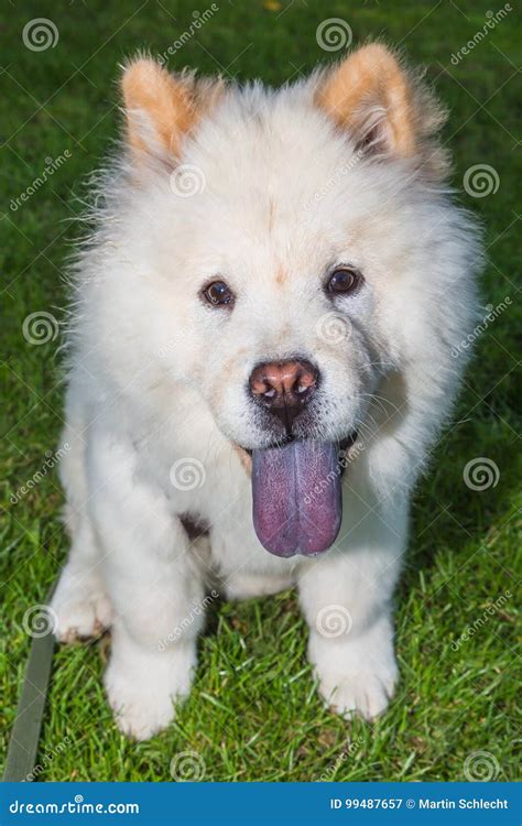 Chow Chow With Blue Tongue Stock Image Image Of Chow 99487657