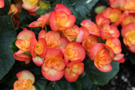Begonia Care Tips Proflowers Blog